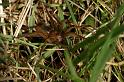 Dolomedes_plantarius_D5153_Z_89_Canal du Nivernais_Frankrijk